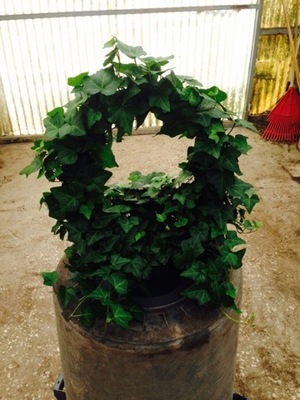 Ivy Hoop